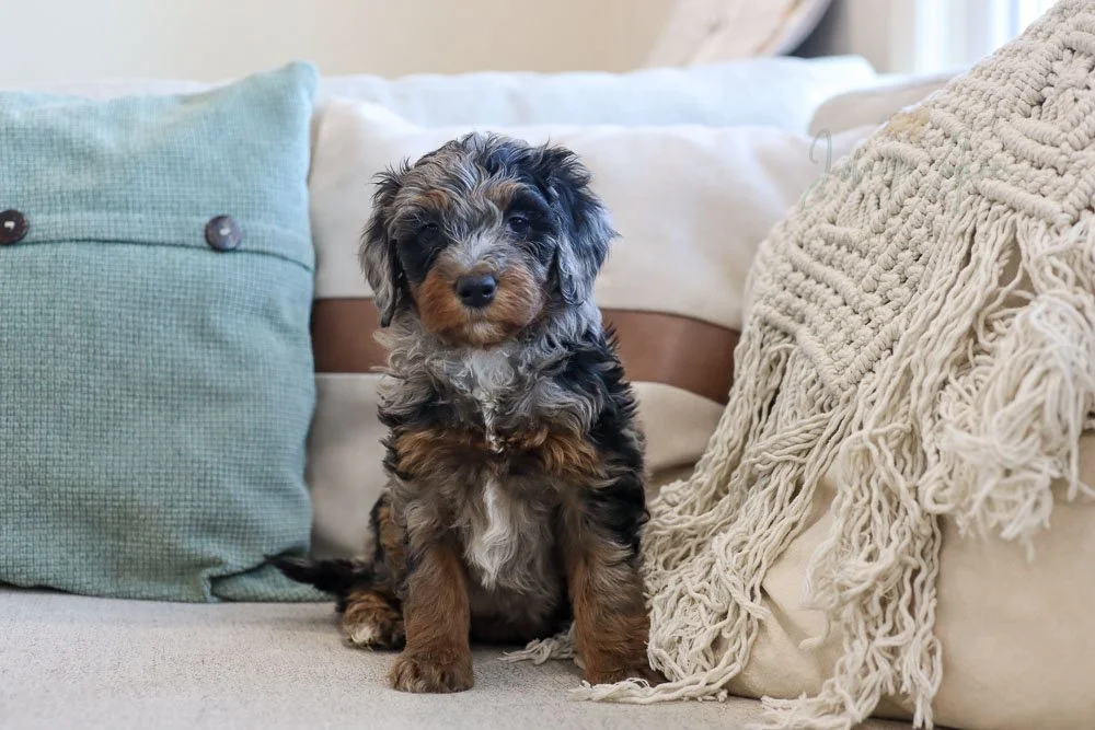 ブルーモーリス　ランドニーX 170cm Stunning merle bernedoodle puppy in Illinois — Joley Aire